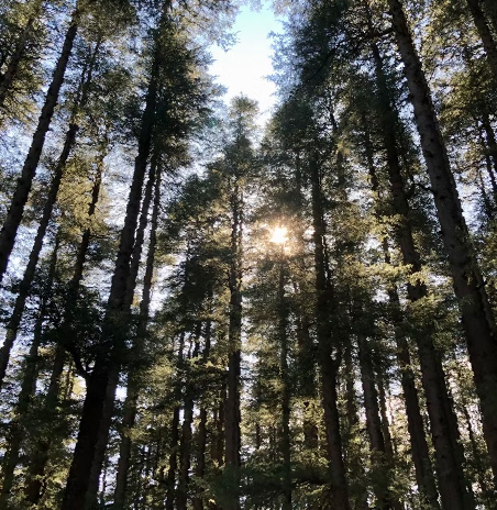 A Beautiful Forest Near Luxury Cottage in Manali